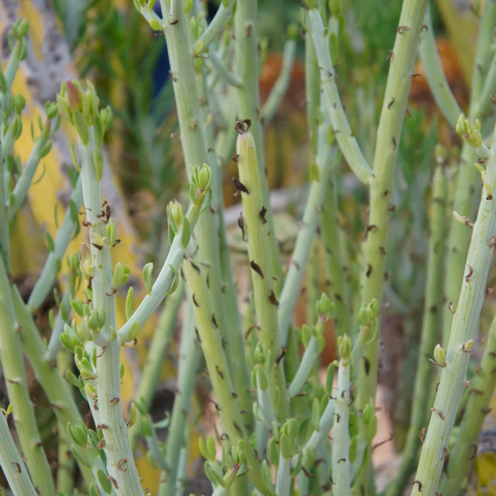 Close-up of green succulent plants with a blurred background