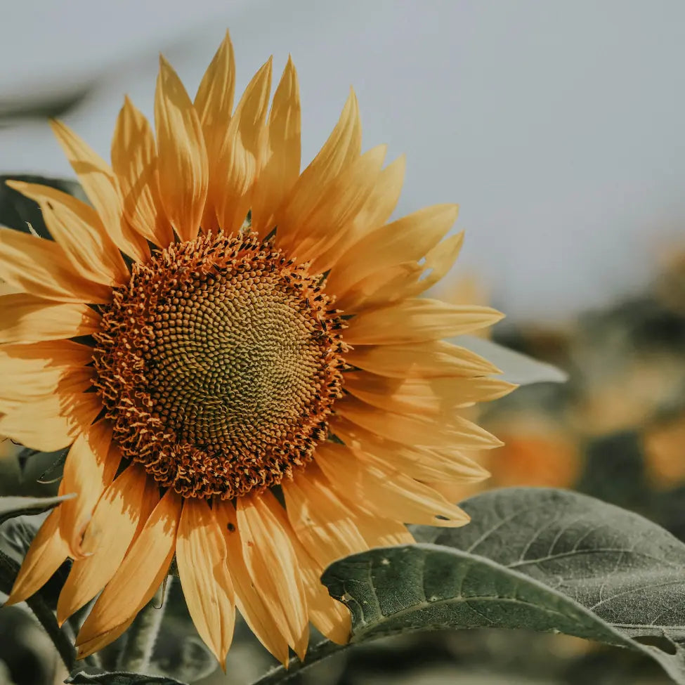 Close-up of a sunflower with a blurred background 